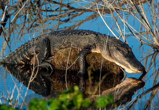 Reptiles and Amphibians