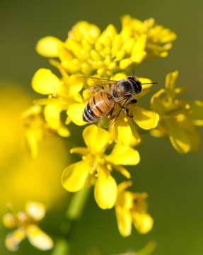 Honey Bee on a Broccoli Flower