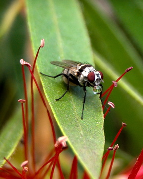Housefly Drinking