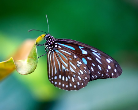 Blue Glassy Tiger Butterfly