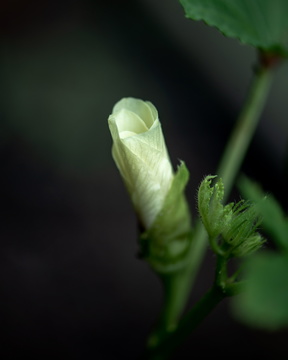 Okra Flower