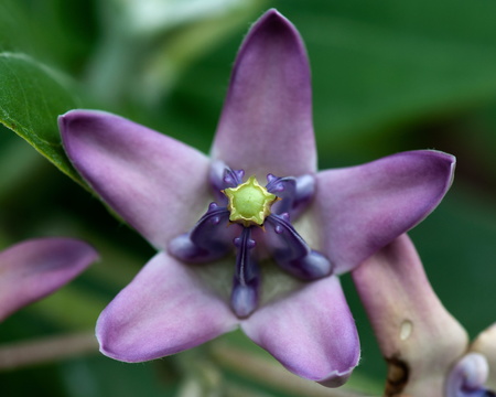 Unknown Purple Flower